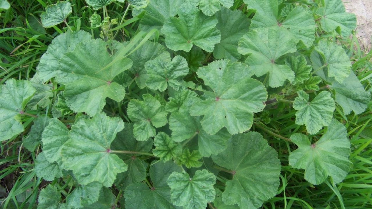 Les Mauves Une Plante Sauvage A Deguster